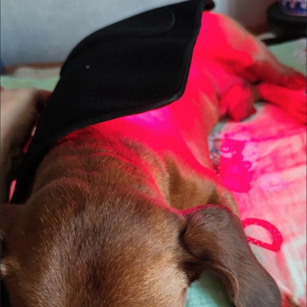 Veterinary use Red light LED therapy physiotherapy equipment for Pet dog pain relief pain reduce