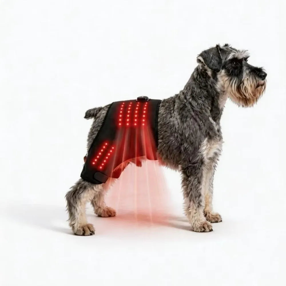 Automatic Timing Pet Red Light Recovery Device Promote Circulation Relieve Discomfort Dog Infrared Light Knee Brace