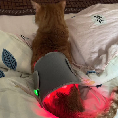 Veterinary use Red light LED therapy physiotherapy equipment for Pet dog pain relief pain reduce