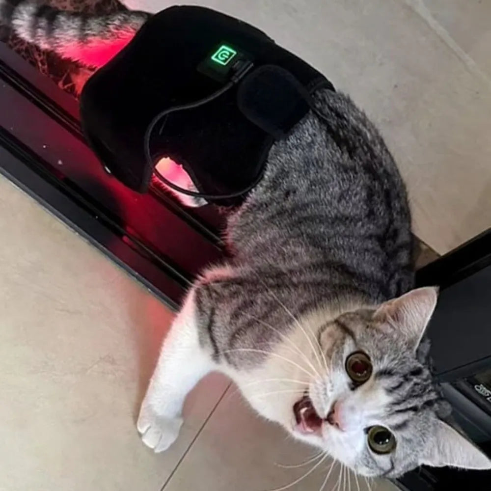Automatic Timing Pet Red Light Recovery Device Promote Circulation Relieve Discomfort Dog Infrared Light Knee Brace
