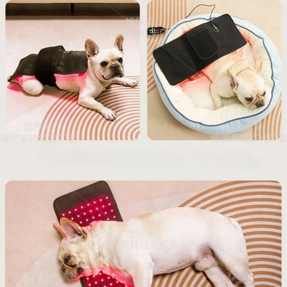 Veterinary use Red light LED therapy physiotherapy equipment for Pet dog pain relief pain reduce